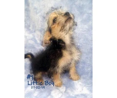 3 Male Chorkie Puppies Available - 9