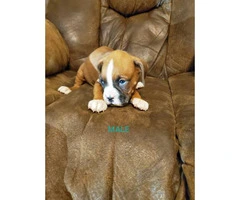 7 weeks old purebred Boxer puppies - 2