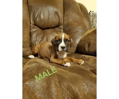 7 weeks old purebred Boxer puppies - 4