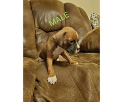 7 weeks old purebred Boxer puppies - 5