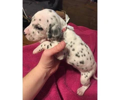 Dalmatian Puppies looking for great loving homes