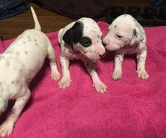 Dalmatian Puppies looking for great loving homes - 2