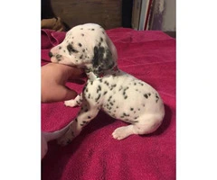 Dalmatian Puppies looking for great loving homes - 6