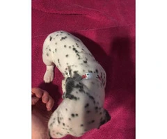 Dalmatian Puppies looking for great loving homes - 7