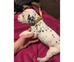 Dalmatian Puppies looking for great loving homes - 8