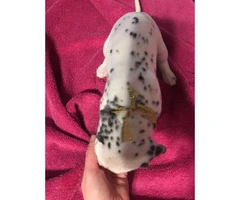 Dalmatian Puppies looking for great loving homes - 9