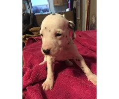 Dalmatian Puppies looking for great loving homes - 10