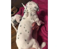 Dalmatian Puppies looking for great loving homes - 11
