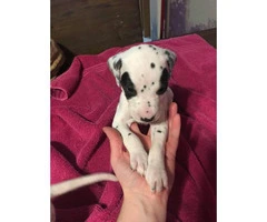 Dalmatian Puppies looking for great loving homes - 12