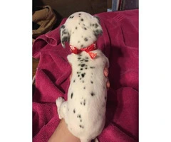 Dalmatian Puppies looking for great loving homes - 13