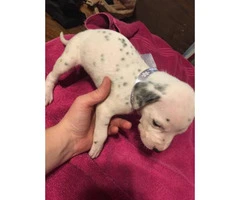 Dalmatian Puppies looking for great loving homes - 14
