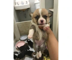 Welsh Corgi puppies, 5 sable females and 3 tri colored males - 2