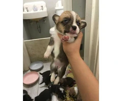 Welsh Corgi puppies, 5 sable females and 3 tri colored males - 3
