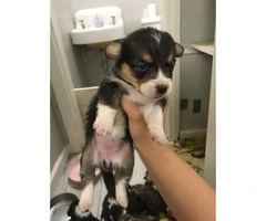 Welsh Corgi puppies, 5 sable females and 3 tri colored males - 4