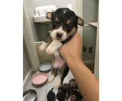 Welsh Corgi puppies, 5 sable females and 3 tri colored males - 5