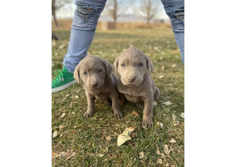 Purebred AKC silver lab puppies for Adoption