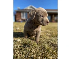Purebred AKC silver lab puppies for Adoption - 2