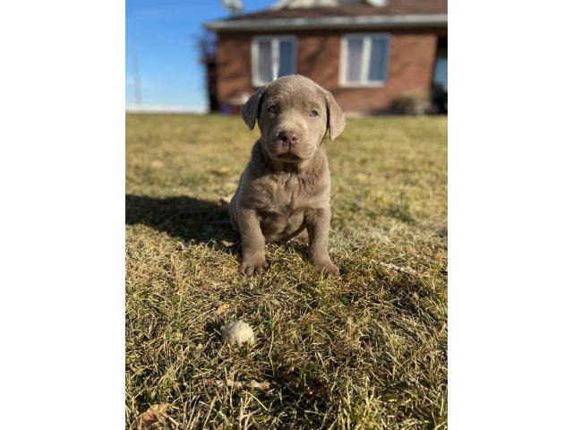 Purebred AKC silver lab puppies for Adoption in West Jordan, Utah - Puppies for Sale Near Me