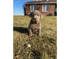 Purebred AKC silver lab puppies for Adoption - 3