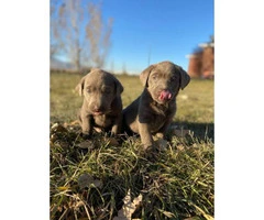 Purebred AKC silver lab puppies for Adoption - 5