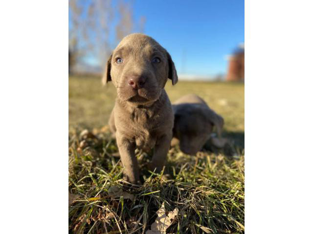 Purebred AKC silver lab puppies for Adoption in West Jordan, Utah - Puppies for Sale Near Me