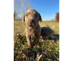 Purebred AKC silver lab puppies for Adoption - 6