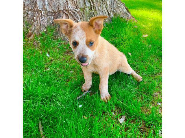 red heeler puppies for sale near me