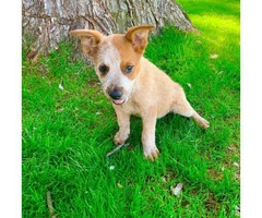 9 weeks old sweet and friendly Red heeler puppy for sale