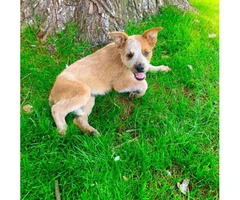 9 weeks old sweet and friendly Red heeler puppy for sale - 3