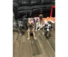 8 Great Dane puppies for rehoming - 1