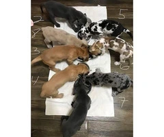 8 Great Dane puppies for rehoming - 2