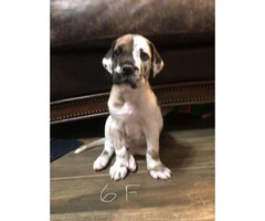 8 Great Dane puppies for rehoming - 3