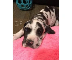 8 Great Dane puppies for rehoming - 5