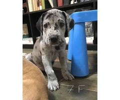 8 Great Dane puppies for rehoming - 6