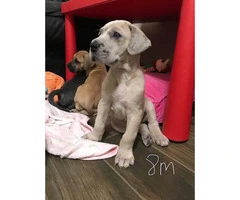 8 Great Dane puppies for rehoming - 7