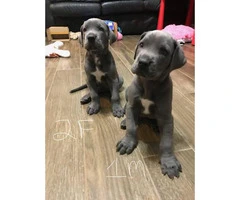 8 Great Dane puppies for rehoming - 8