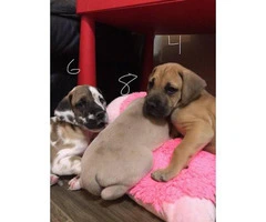 8 Great Dane puppies for rehoming - 9