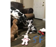8 Great Dane puppies for rehoming - 10