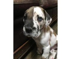 8 Great Dane puppies for rehoming - 11
