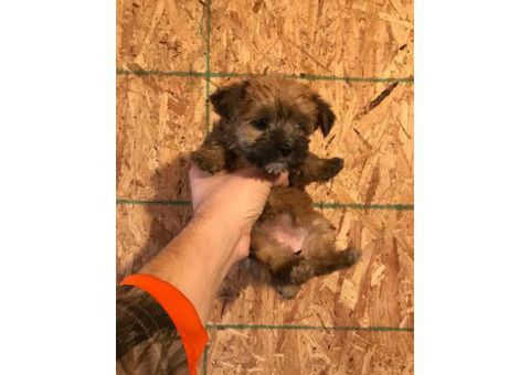 4 Morkie Puppies for Sale