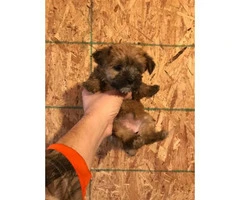 4 Morkie Puppies for Sale