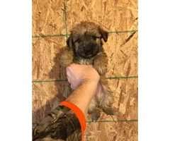 4 Morkie Puppies for Sale - 2