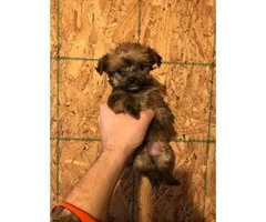 4 Morkie Puppies for Sale - 3