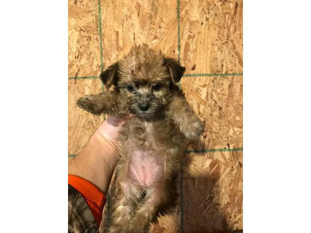 Buy Morkie Puppies for Sale in Utah USA