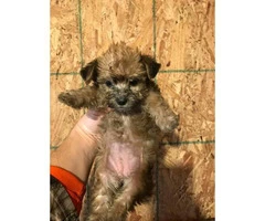 4 Morkie Puppies for Sale - 4