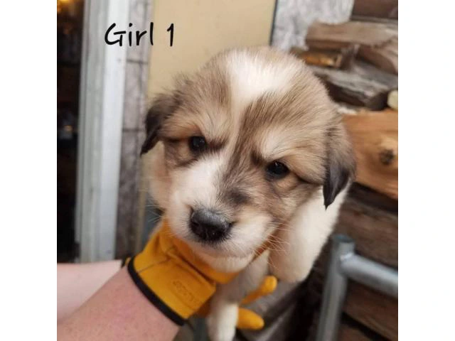 Great Pyrenees / Aussie puppies available - 1/10