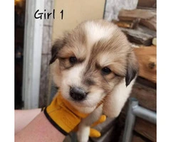 Great Pyrenees / Aussie puppies available