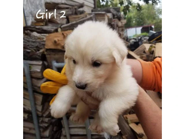 Great Pyrenees / Aussie puppies available - 2/10