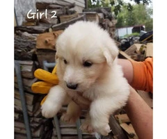 Great Pyrenees / Aussie puppies available - 2