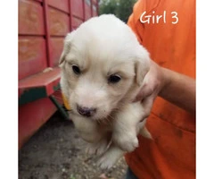 Great Pyrenees / Aussie puppies available - 3